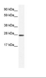 Fetal small Intestine Lysate