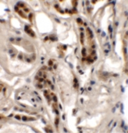 Immunohistochemistry of DPAGT1 in human kidney tissue with DPAGT1 antibody at 2.5 ug/ml.