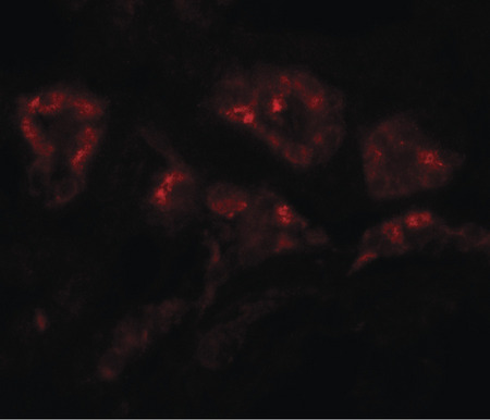 Immunofluorescence of DPAGT1 in human kidney tissue with DPAGT1 antibody at 20 ug/ml.