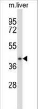 DPAGT1 Antibody western blot of mouse liver tissue lysates (35 ug/lane). The DPAGT1 antibody detected the DPAGT1 protein (arrow).