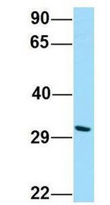 DPAGT2 / DPAGT1 antibody Western Blot of HepG2 lysate. Antibody Dilution: 1.0 ug/ml. DPAGT1 is supported by BioGPS gene expression data to be expressed in HepG2. Antibody dilution: 1 ug/ml.