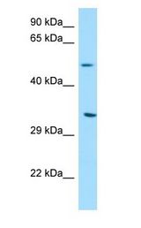 DPAGT2 / DPAGT1 antibody Western Blot of PANC1.