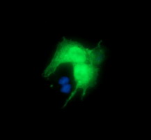 Anti-DPCD mouse monoclonal antibody immunofluorescent staining of COS7 cells transiently transfected by pCMV6-ENTRY DPCD.