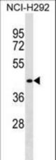 DPF1 Antibody western blot of NCI-H292 cell line lysates (35 ug/lane). The DPF1 antibody detected the DPF1 protein (arrow).