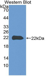 Western blot of recombinant CLIC1 / NCC27.