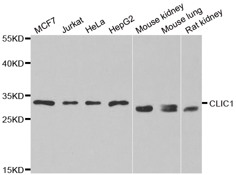 Western blot analysis of extracts of various cell lines, using CLIC1 antibody.