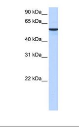 Muscle cell lysate. Antibody concentration: 0.5 ug/ml. Gel concentration: 12%.