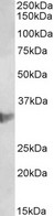 CLIC1 antibody (2 ug/ml) staining of U937 lysate (35 ug protein in RIPA buffer). Primary incubation was 1 hour. Detected by chemiluminescence.