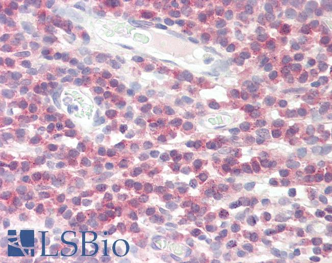 Anti-DPM1 antibody IHC staining of human tonsil. Immunohistochemistry of formalin-fixed, paraffin-embedded tissue after heat-induced antigen retrieval.