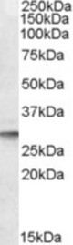 Antibody (0.1 ug/ml) staining of Human Liver lysate (35 ug protein in RIPA buffer). Primary incubation was 1 hour. Detected by chemiluminescence