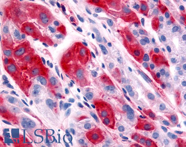 Anti-DPP7 / DPP2 antibody LS-A8015 IHC of human stomach. Immunohistochemistry of formalin-fixed, paraffin-embedded tissue after heat-induced antigen retrieval.
