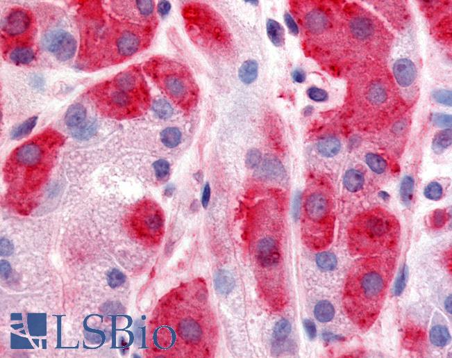 Anti-DPP7 / DPP2 antibody LS-A8016 IHC of human stomach. Immunohistochemistry of formalin-fixed, paraffin-embedded tissue after heat-induced antigen retrieval.