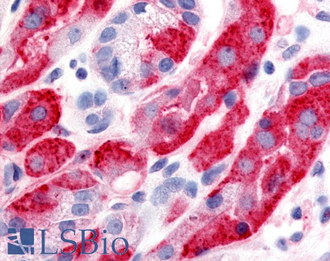 Anti-DPP7 / DPP2 antibody LS-A8018 IHC of human stomach. Immunohistochemistry of formalin-fixed, paraffin-embedded tissue after heat-induced antigen retrieval.