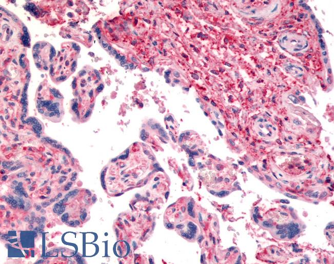 Anti-CD26 antibody LS-A8060 IHC of human placenta. Immunohistochemistry of formalin-fixed, paraffin-embedded tissue after heat-induced antigen retrieval.