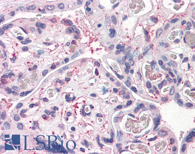 Anti-CD26 antibody LS-A9025 IHC of human placenta. Immunohistochemistry of formalin-fixed, paraffin-embedded tissue after heat-induced antigen retrieval.