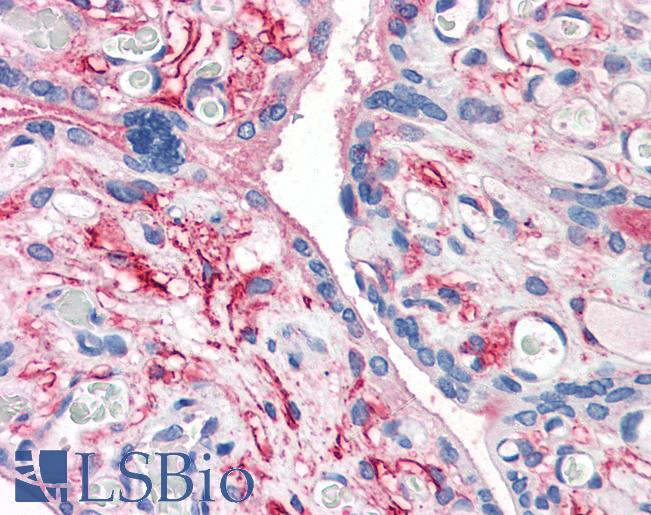Anti-CD26 antibody LS-A9024 IHC of human placenta. Immunohistochemistry of formalin-fixed, paraffin-embedded tissue after heat-induced antigen retrieval.