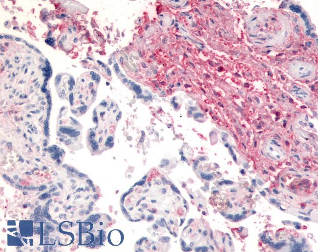 Anti-CD26 antibody LS-A8059 IHC of human placenta. Immunohistochemistry of formalin-fixed, paraffin-embedded tissue after heat-induced antigen retrieval.
