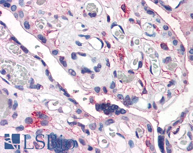 Anti-CD26 antibody LS-A9026 IHC of human placenta. Immunohistochemistry of formalin-fixed, paraffin-embedded tissue after heat-induced antigen retrieval.