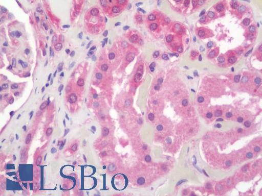 Anti-DPP9 antibody IHC staining of human kidney. Immunohistochemistry of formalin-fixed, paraffin-embedded tissue after heat-induced antigen retrieval. Antibody LS-B11154 concentration 10 ug/ml.