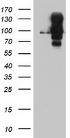 HEK293T cells were transfected with the pCMV6-ENTRY control (Left lane) or pCMV6-ENTRY DPP9 (Right lane) cDNA for 48 hrs and lysed. Equivalent amounts of cell lysates (5 ug per lane) were separated by SDS-PAGE and immunoblotted with anti-DPP9.