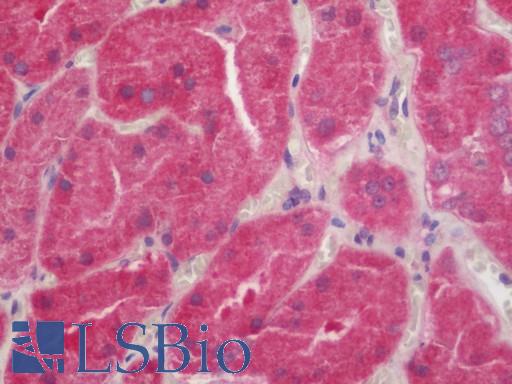 Anti-DPP9 antibody IHC staining of human kidney. Immunohistochemistry of formalin-fixed, paraffin-embedded tissue after heat-induced antigen retrieval. Antibody LS-B11152 concentration 10 ug/ml.