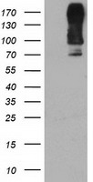 HEK293T cells were transfected with the pCMV6-ENTRY control (Left lane) or pCMV6-ENTRY DPP9 (Right lane) cDNA for 48 hrs and lysed. Equivalent amounts of cell lysates (5 ug per lane) were separated by SDS-PAGE and immunoblotted with anti-DPP9.