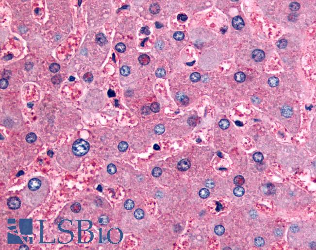 Anti-DPP9 antibody LS-A8312 IHC of human liver. Immunohistochemistry of formalin-fixed, paraffin-embedded tissue after heat-induced antigen retrieval.