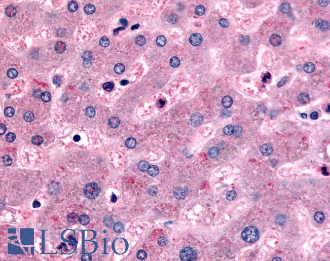 Anti-DPP9 antibody LS-A8311 IHC of human liver. Immunohistochemistry of formalin-fixed, paraffin-embedded tissue after heat-induced antigen retrieval.