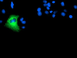 Anti-DPP9 mouse monoclonal antibody immunofluorescent staining of COS7 cells transiently transfected by pCMV6-ENTRY DPP9.