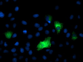 Anti-DPP9 mouse monoclonal antibody immunofluorescent staining of COS7 cells transiently transfected by pCMV6-ENTRY DPP9.