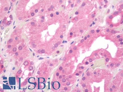 Anti-DPP9 antibody IHC staining of human kidney. Immunohistochemistry of formalin-fixed, paraffin-embedded tissue after heat-induced antigen retrieval. Antibody LS-B11153 concentration 10 ug/ml.