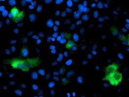 Anti-DPP9 mouse monoclonal antibody immunofluorescent staining of COS7 cells transiently transfected by pCMV6-ENTRY DPP9.