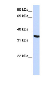 DPPA2 antibody LS-C102445 Western blot of HepG2 cell lysate.