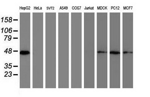 Western blot of extracts (35 ug) from 9 different cell lines by using anti-DPPA2 monoclonal antibody (HepG2: human; HeLa: human; SVT2: mouse; A549: human; COS7: monkey; Jurkat: human; MDCK: canine; PC12: rat; MCF7: human).