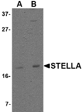 Western blot of Stella in 293 cell lysate with Stella antibody at (A) 1 and (B) 2 ug/ml.