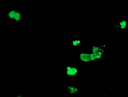 Anti-DPPA4 mouse monoclonal antibody immunofluorescent staining of COS7 cells transiently transfected by pCMV6-ENTRY DPPA4.