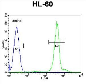 DPPA5 Antibody flow cytometry of HL-60 cells (right histogram) compared to a negative control cell (left histogram). FITC-conjugated goat-anti-rabbit secondary antibodies were used for the analysis.