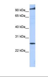 Human brain cell lysate. Antibody concentration: 0.5 ug/ml. Gel concentration: 12%.