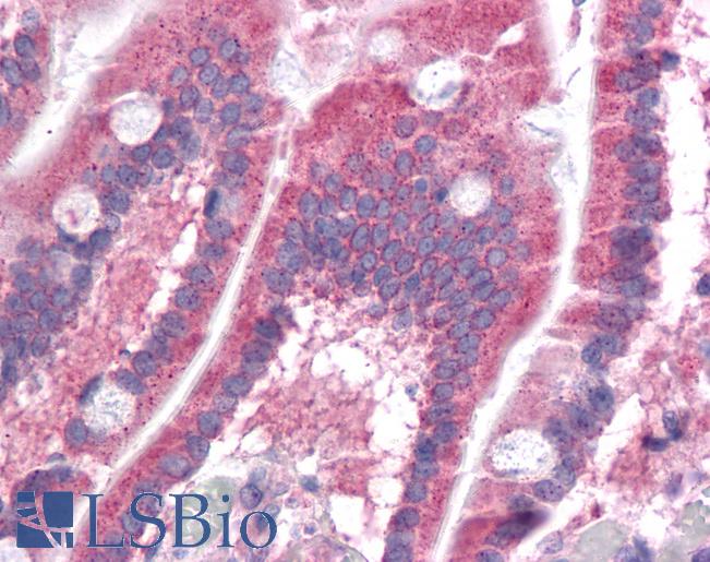 Anti-PPAPDC1B antibody IHC of human small intestine. Immunohistochemistry of formalin-fixed, paraffin-embedded tissue after heat-induced antigen retrieval. Antibody LS-B4624 concentration 5 ug/ml.