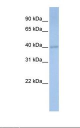 Fetal heart lysate. Antibody concentration: 1.0 ug/ml. Gel concentration: 12%.