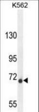 DPY19L1 Antibody western blot of K562 cell line lysates (35 ug/lane). The DPY19L1 antibody detected the DPY19L1 protein (arrow).