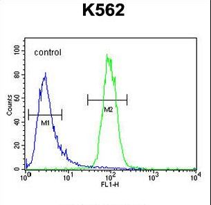 DPY19L1 Antibody flow cytometry of K562 cells (right histogram) compared to a negative control cell (left histogram). FITC-conjugated goat-anti-rabbit secondary antibodies were used for the analysis.
