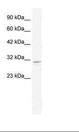 HepG2 Cell Lysate