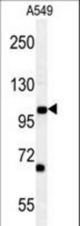 DPY19L2 Antibody western blot of A549 cell line lysates (35 ug/lane). The DPY19L2 antibody detected the DPY19L2 protein (arrow).
