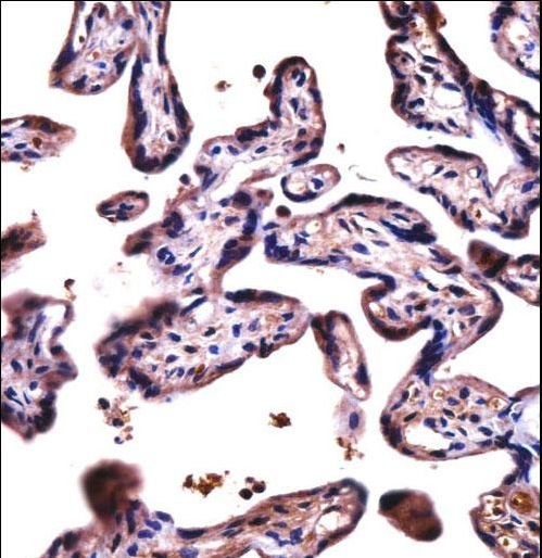 D19L4 Antibody immunohistochemistry of formalin-fixed and paraffin-embedded human placenta tissue followed by peroxidase-conjugated secondary antibody and DAB staining.