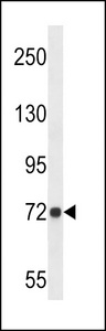 D19L4 Antibody western blot of A549 cell line lysates (35 ug/lane). The D19L4 antibody detected the D19L4 protein (arrow).