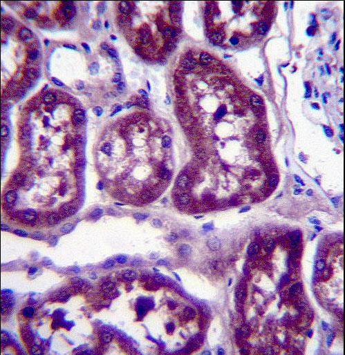 DPYS Antibody immunohistochemistry of formalin-fixed and paraffin-embedded human kidney tissue followed by peroxidase-conjugated secondary antibody and DAB staining.
