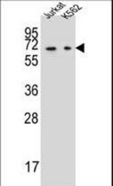 DPYS Antibody western blot of Jurkat,K562 cell line lysates (35 ug/lane). The DPYS antibody detected the DPYS protein (arrow).