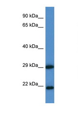 CLIC3 antibody LS-C145586 Western blot of 1 Cell lysate. Antibody concentration 1 ug/ml.