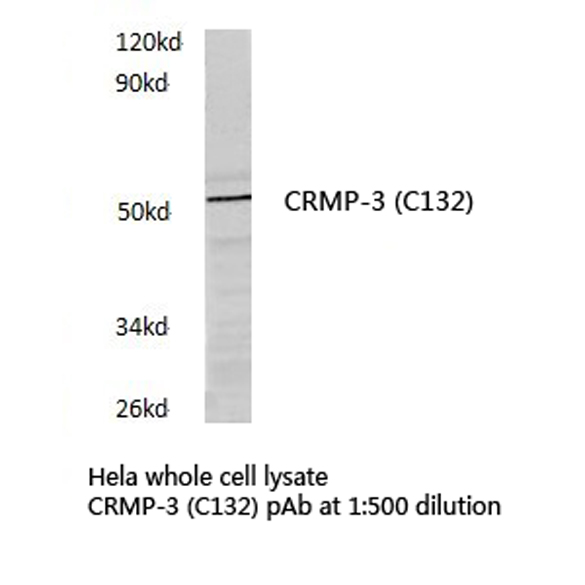 Western blot of CRMP-3 (C132) pAb in extracts from HeLa cells.